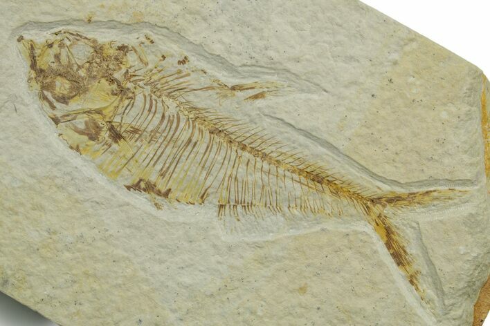 Fossil Fish (Diplomystus) - Wyoming #363907